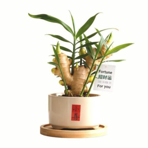 禄根姜带盆栽带芽桌面好养绿植
