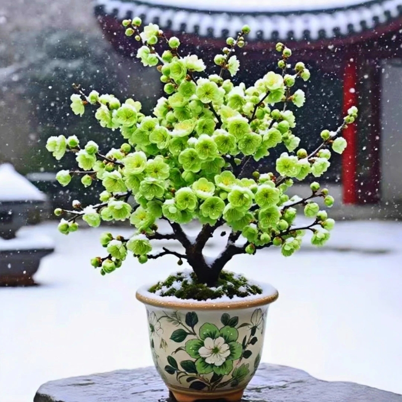 耐寒腊梅绿梅盆栽老桩庭院阳台花卉南北方好养植物新年绿植多规格
