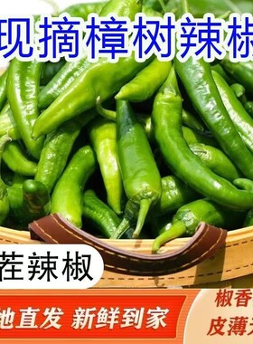 正宗樟树港小辣椒青椒新鲜尖椒港椒农家现摘产地直发整箱批发
