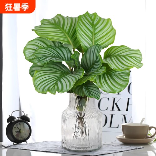 水培植物青苹果竹芋盆栽孔雀竹芋四季常青办公室内绿萝好养绿植物