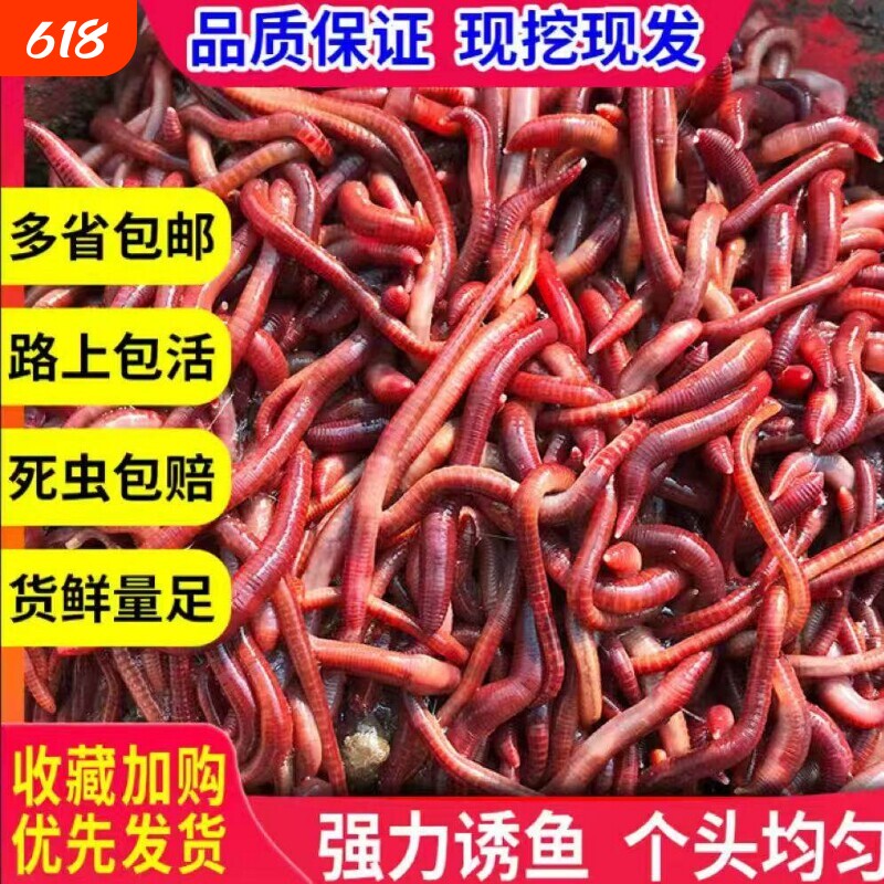 蚯蚓养殖活饵野钓垂钓鲫鱼打窝放生活体包邮大号红蚯蚓盒装种苗