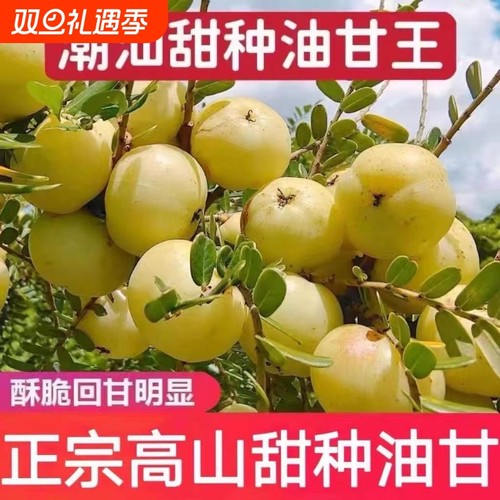 潮汕普宁崩坎甜油甘新鲜油甘果牛甘果余甘果滇橄榄甜种柿饼甜油柑