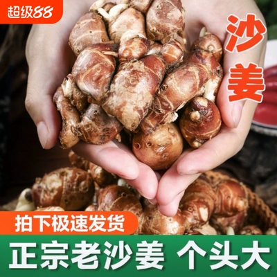 茂名正宗沙姜自种新鲜