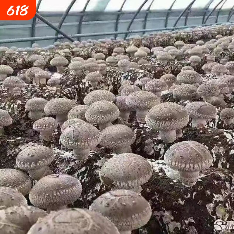 正宗新品香菇菌种菌丝蘑菇食用菌菇阳台栽培四季土壤种植菌种包