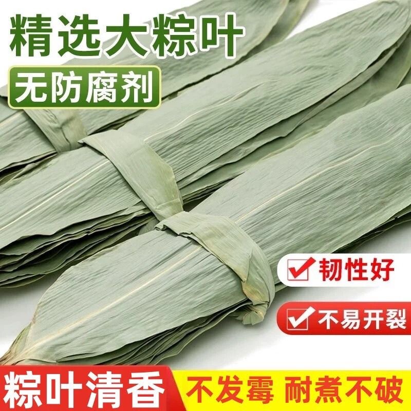 粽叶干大号粽子叶包粽子的叶子芦苇专用老式棕叶新鲜竹叶特大图片