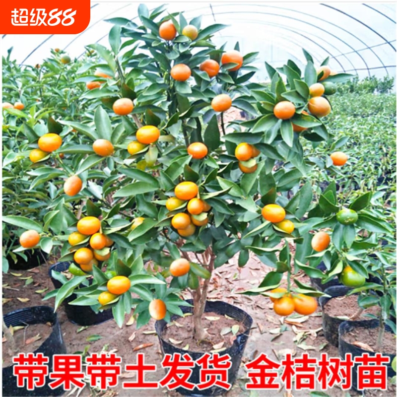 金桔树盆栽带果脆皮苗四