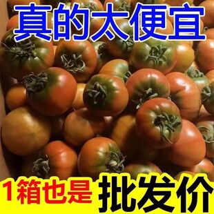 顺丰包邮东北铁皮番茄丹东草莓柿子碱地新鲜水果盘锦西红柿子生吃