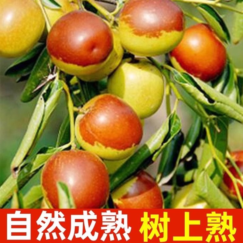 正宗大荔冬枣新鲜大枣特大脆甜冬枣新鲜时令水果整箱5斤包邮