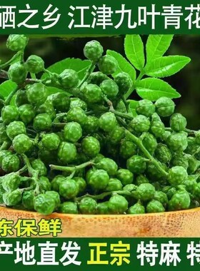 江津九叶青新鲜花椒粒餐饮专用