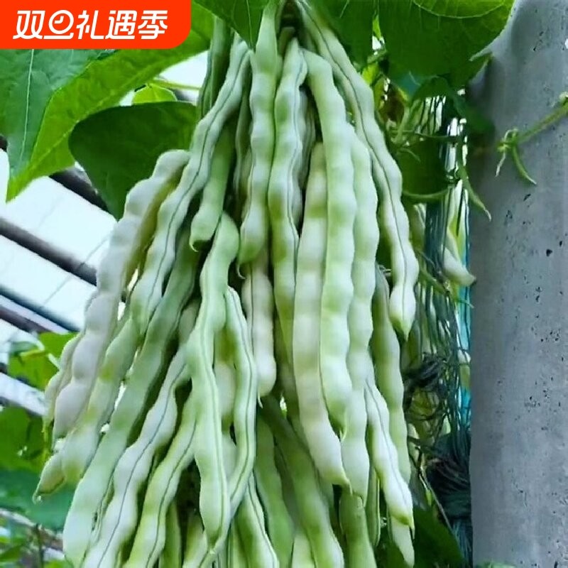 摘不败精品架豆王种子无筋四季豆种子高产早熟四季豆角种籽子