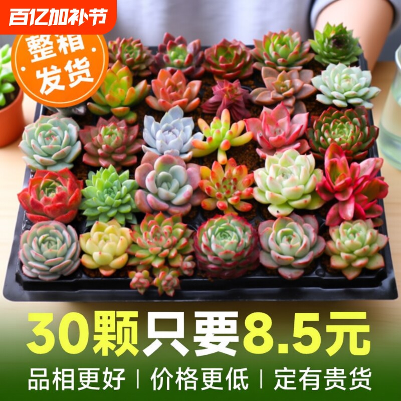 多肉植物室内小盆栽大颗好养绿植物花卉批发价有贵货室内外阳台