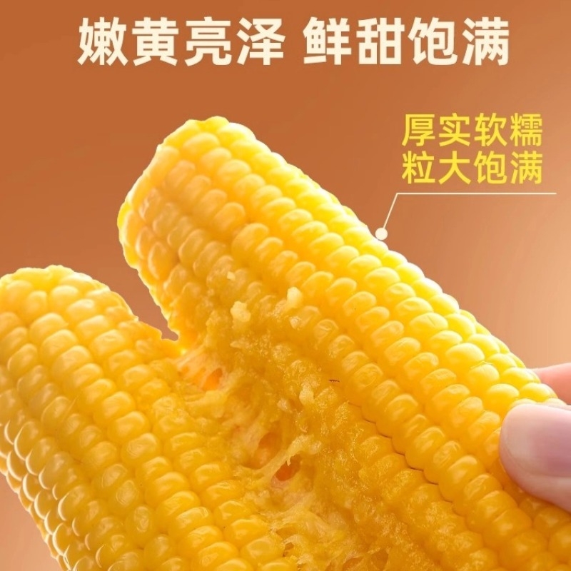 2025年东北黑糯玉米甜玉米真空包装新鲜采摘甜粘苞米低脂早餐10棒