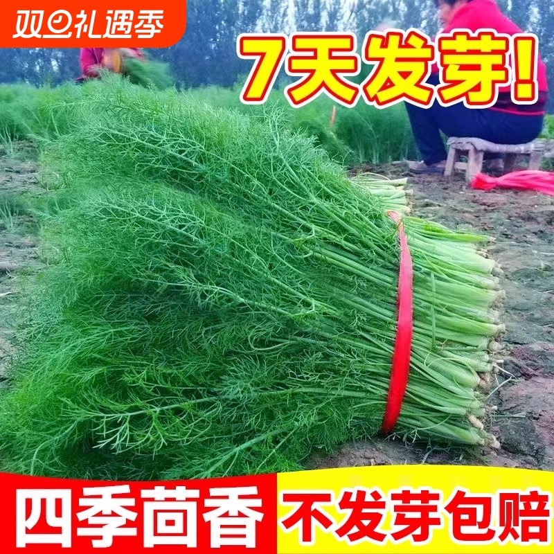 茴香菜种籽大全蔬菜种子孑苗高产室内外阳台盆栽割茬小茴香菜