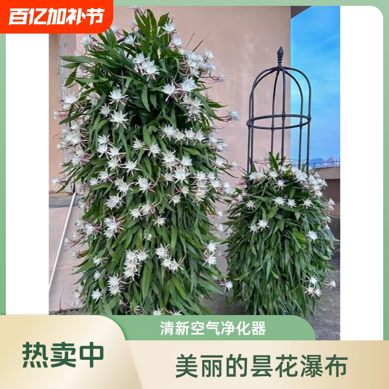昙花苗盆栽可食用绿植花卉多肉植物阳台室内外好养活四季开花客厅