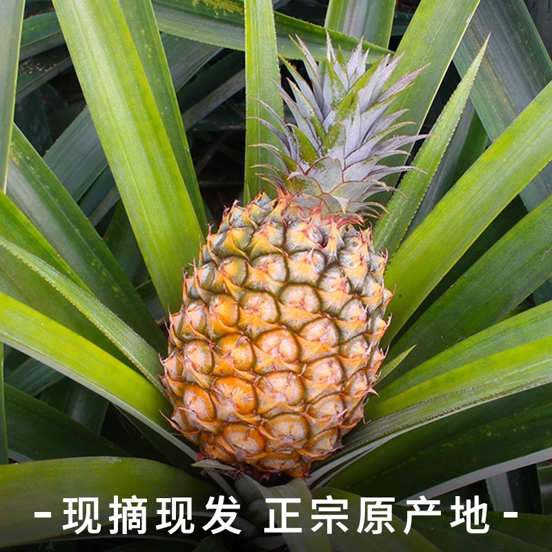 海南金钻凤梨头茬鲜果酸甜可口香气浓郁热带水果礼盒装产地直发