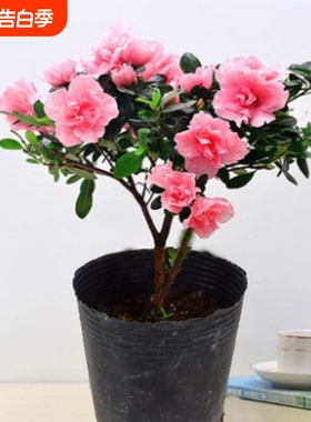 带花苞原土杜鹃花苗盆栽花卉植物室内外客厅阳台绿色盆景庭院花期
