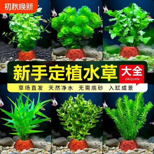 火山石水草净化水质|千人回购