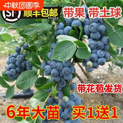 蓝莓树苗带大果|超3000次加购