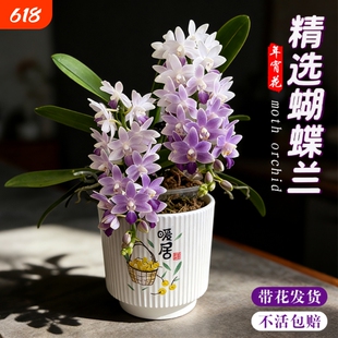 蝴蝶兰花苗带花剑花苞盆栽兰花大苗室内花卉小茴阳台三色樱花玄关