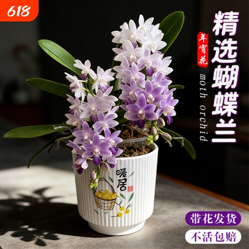 蝴蝶兰花苗带花剑花苞盆栽兰花大苗室内花卉小茴阳台三色樱花玄关