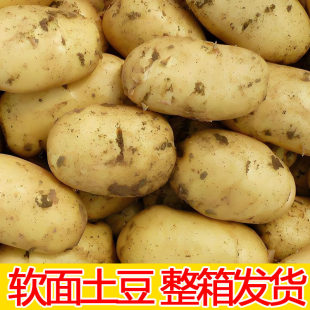 贵州黄心土豆今年新鲜土豆现挖当季 马铃薯黄皮黄心5斤带箱洋芋