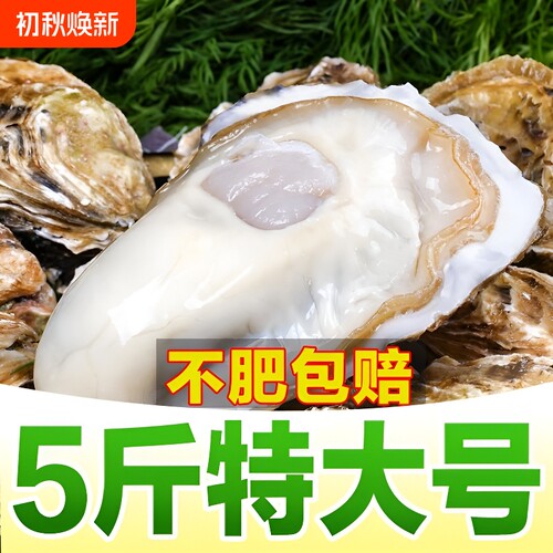 大连生蚝非乳山生蚝鲜活新鲜特大带箱海蛎子海鲜牡蛎水产