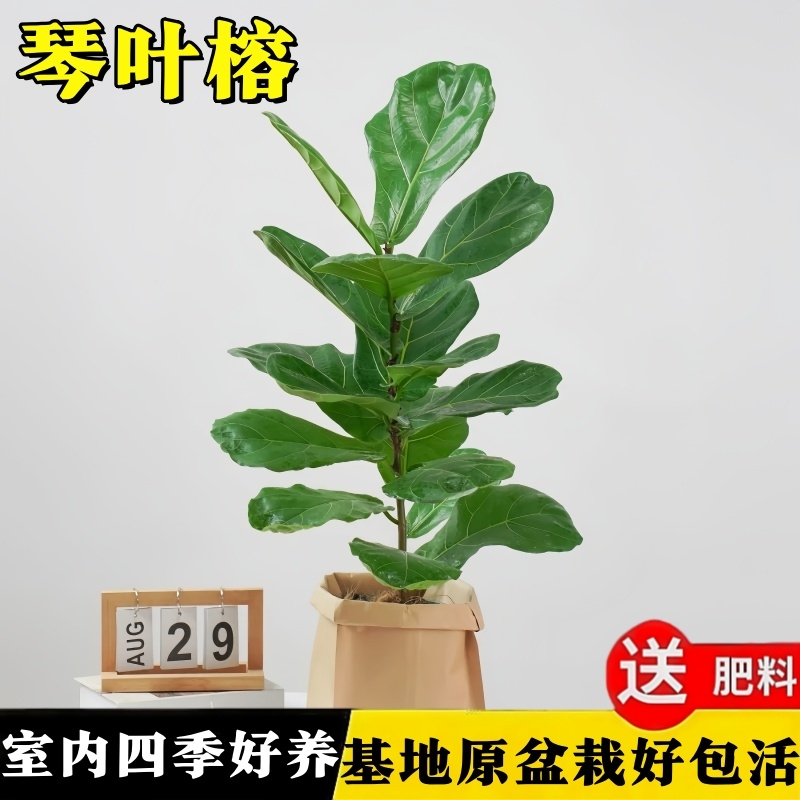 琴叶榕客厅绿植小盆栽小苗室内大叶植物办公室内好养旺宅净化空气