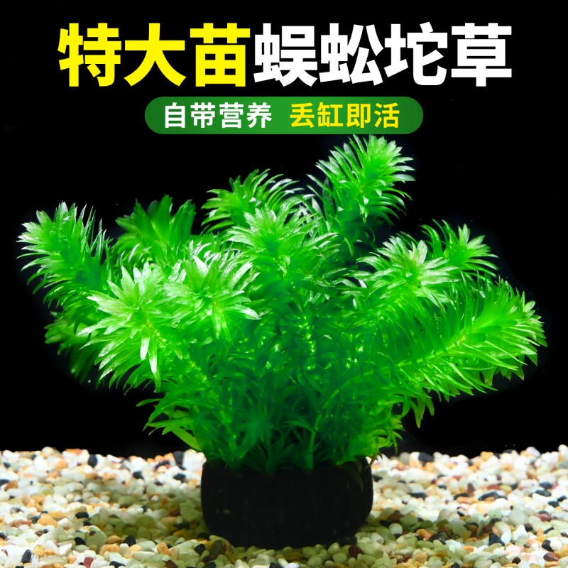蜈蚣草大坨水草植物鱼缸造景中后景装饰淡水阴性净水增氧绿植坨草