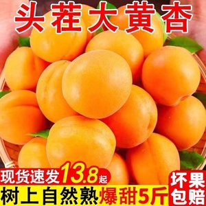 2024应季杏子大黄杏孕妇水果新鲜当季整箱陕西现摘时令酸甜浓郁鲜