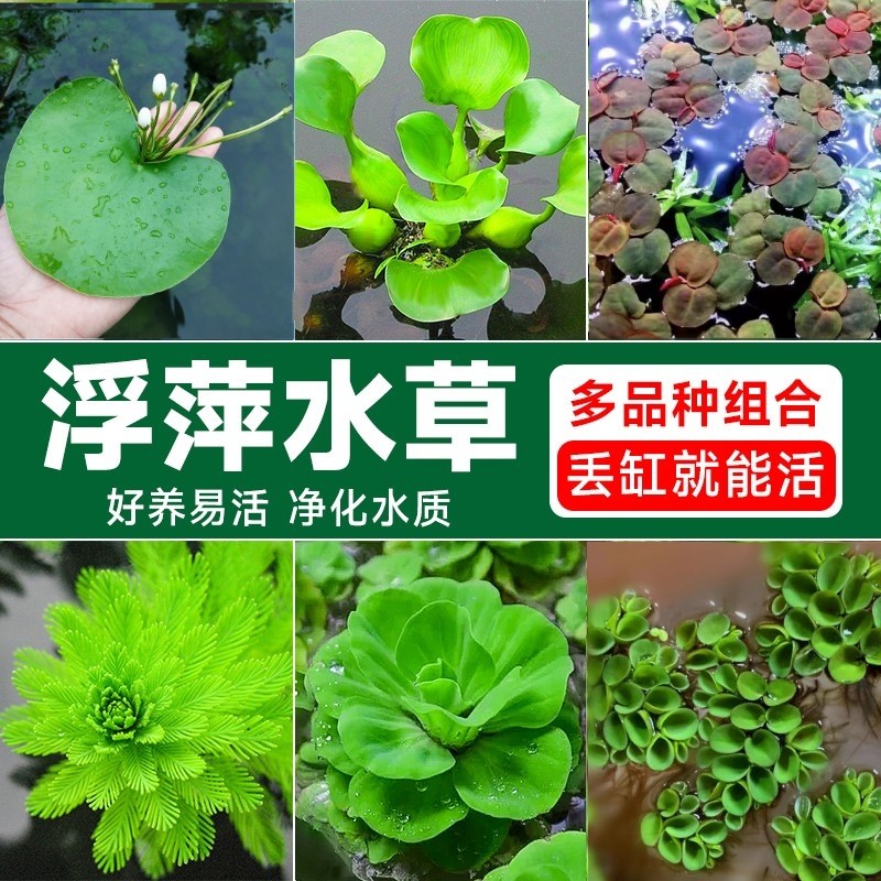 鱼缸水草大全浮萍龟缸鱼缸造景全套装饰用品一叶莲肚兜萍水培绿植