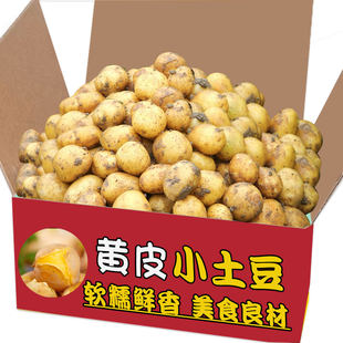高山土豆农家自种新鲜洋芋迷你黄心土豆马铃薯批现挖 包邮
