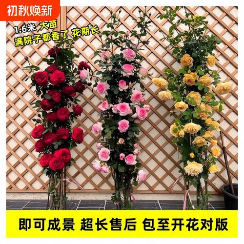 蔷薇花苗四季开花|超1000次加购