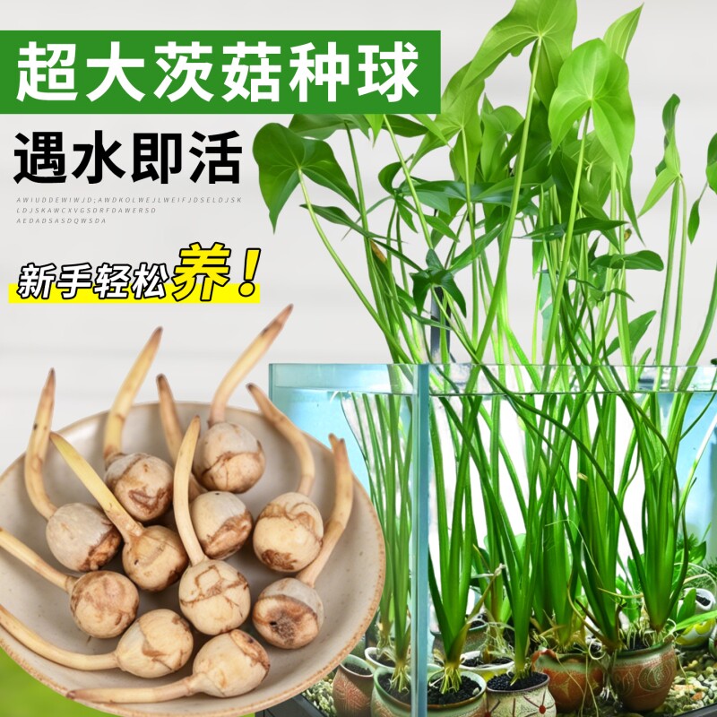 慈菇种球苗水草净水鱼缸造景图片