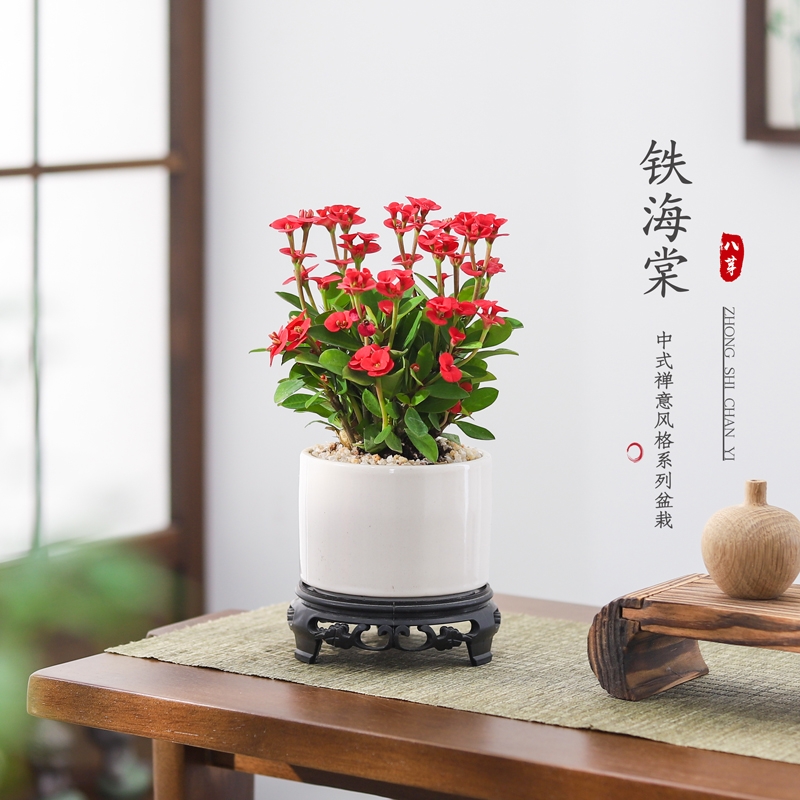 铁海棠盆栽虎刺梅花卉