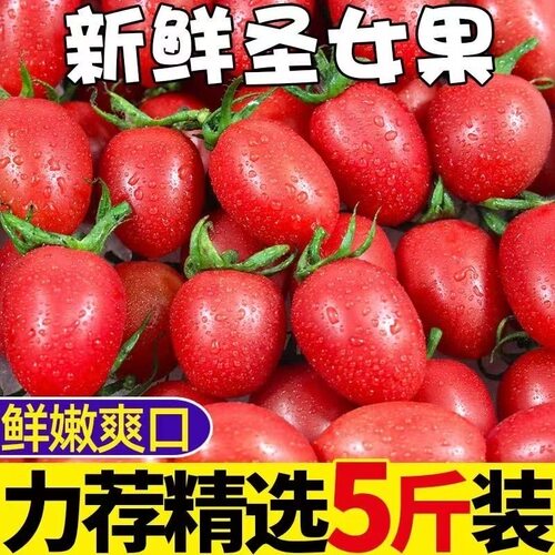 正宗圣女果新鲜小番茄樱桃小西红柿生吃应季水果樱桃小番茄自提