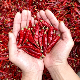 5斤正宗贵州特辣超香干辣椒满天星超辣产地直发火锅炒菜香料辣椒