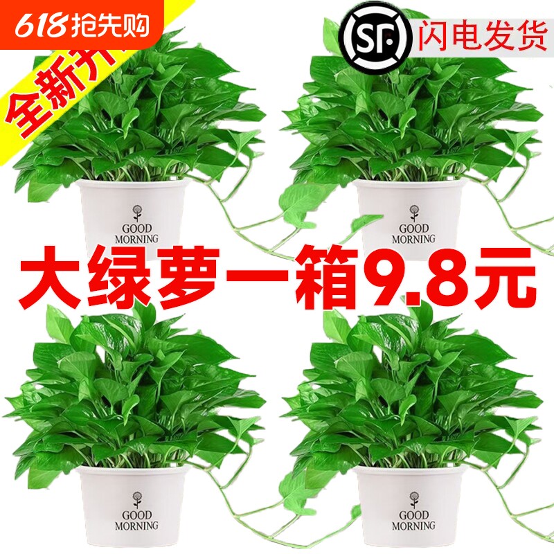 绿萝室内盆栽净化空气大叶绿萝花卉植物水培绿萝长藤绿萝批发