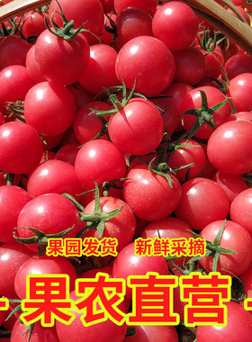 广西百色圣女果新鲜红色小番茄酸甜时令现货孕妇水果自然成熟包邮