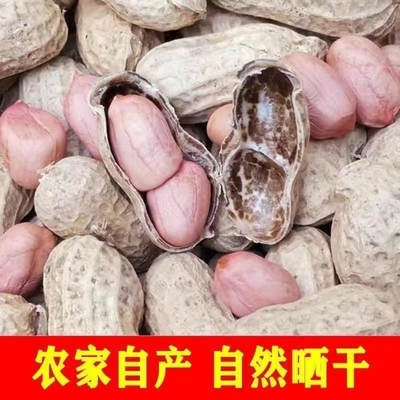 25年带壳生新鲜花生皮生颗粒白沙薄皮种子榨油晒干带皮净重发货