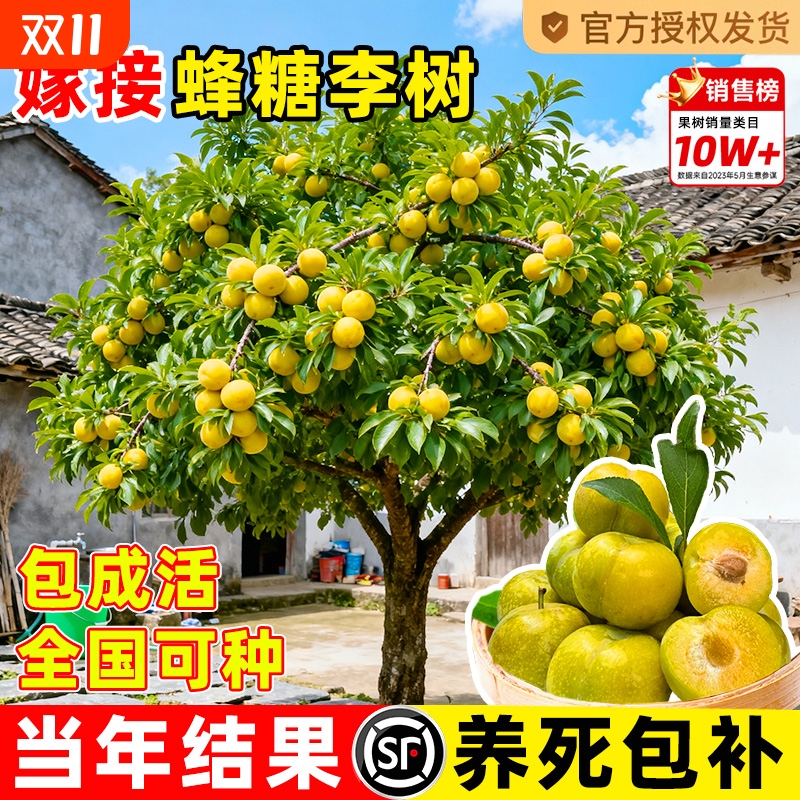 蜂糖李子树苗果树果苗盆栽