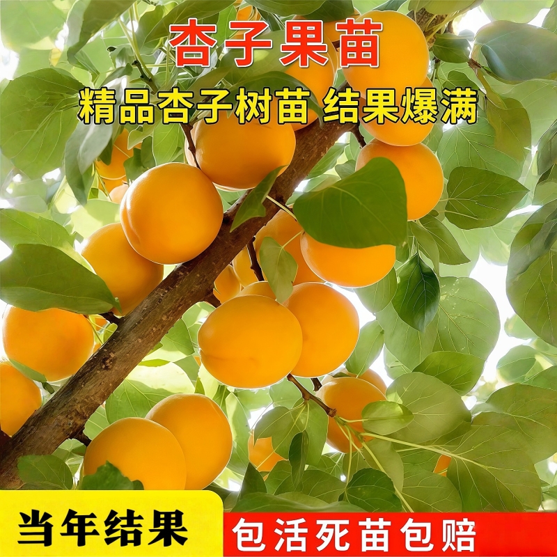 杏树苗特大早熟帝王甜子南
