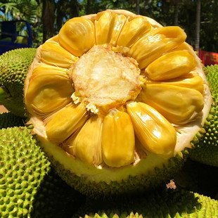 海南黄肉干苞菠萝蜜一整个新鲜孕妇水果老树波罗蜜
