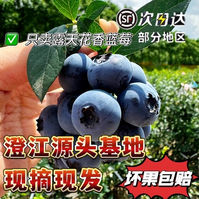 云南澄江抚仙湖高山蓝莓
