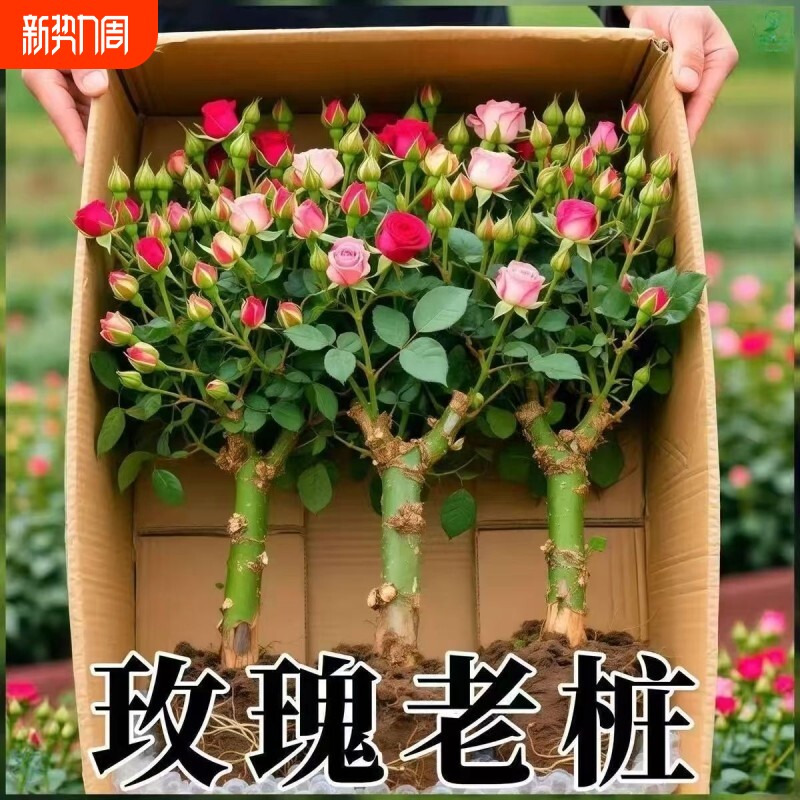 玫瑰花苗老桩四季开花水养水培室内外阳台盆栽绿植花卉植物室内花