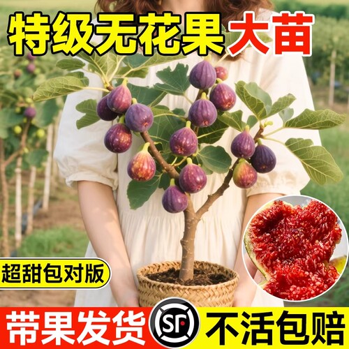 无花果树果苗四季盆栽水果苗当年结果波姬红矮化嫁接瑞克种植超甜