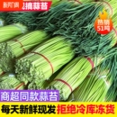 蒜苔2026现摘新货新鲜5斤蒜薹农家蒜毫自种蒜苗当季 蔬菜蒜心9 季