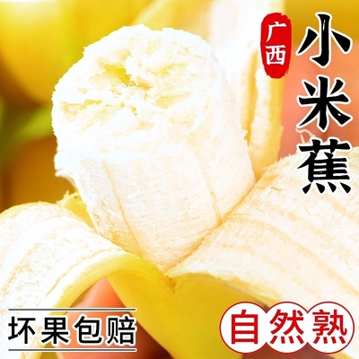 广西小米蕉粉蕉banana新鲜水果整箱包邮芭蕉非广东苹果蕉海南香蕉