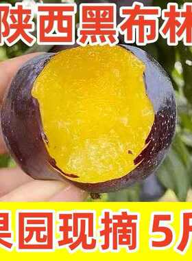 新鲜现摘陕西黑布林李子黄心孕妇新鲜应季水果水果紫皮李子特大果