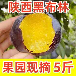 新鲜现摘陕西黑布林李子黄心孕妇新鲜应季水果水果紫皮李子特大果