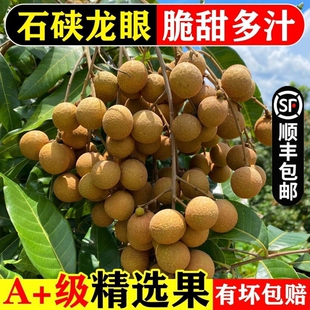 【顺丰包邮】正宗石硖龙眼脆甜爽口新鲜现摘孕妇当季整箱大果储良